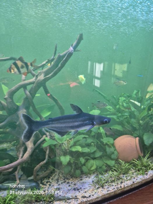 Sumik rekini zmieni akwarium