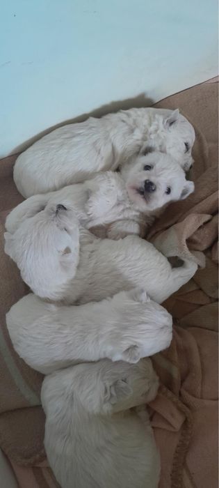 West Highland White Terrier - suczka (szczenię)