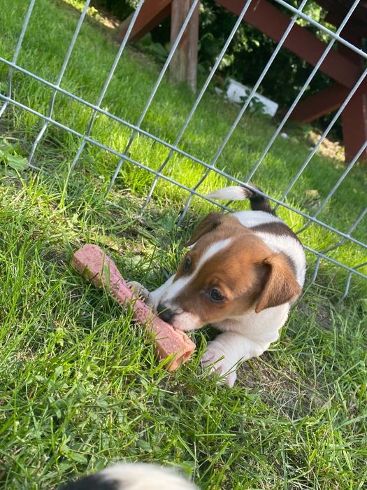 Jack Russell terrier
