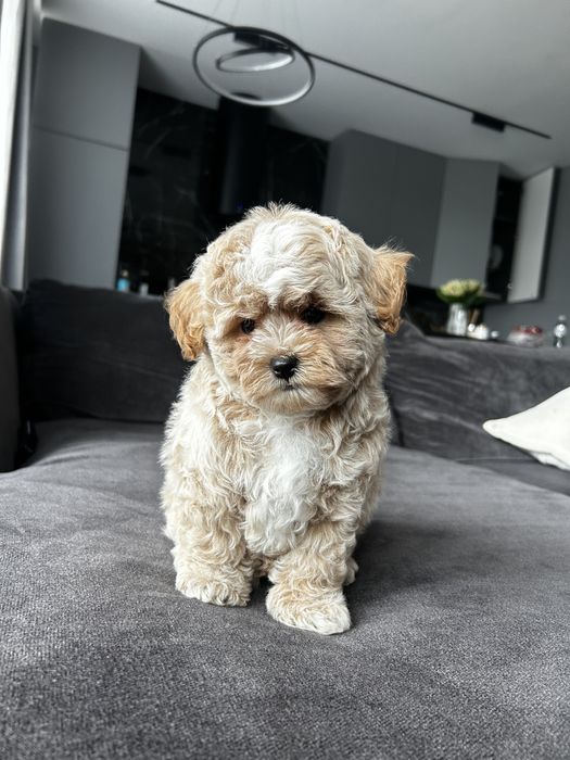 Супер малыш мальчик мальтипу ф1