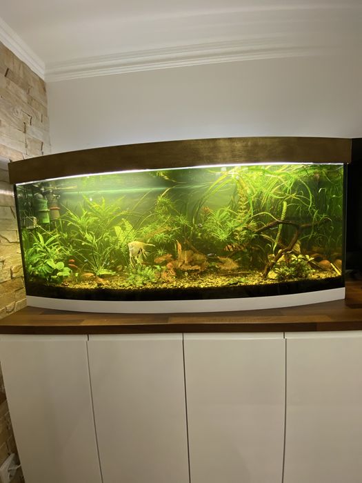 Акваріум 400 л з рослинами і рибками