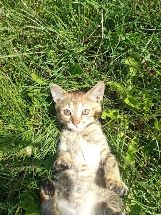 Віддам котиків в хороші руки