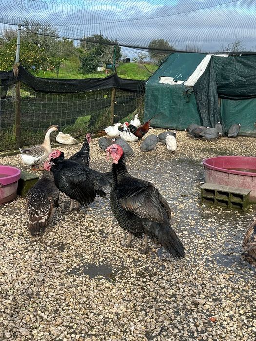 Perus  Machos Adultos