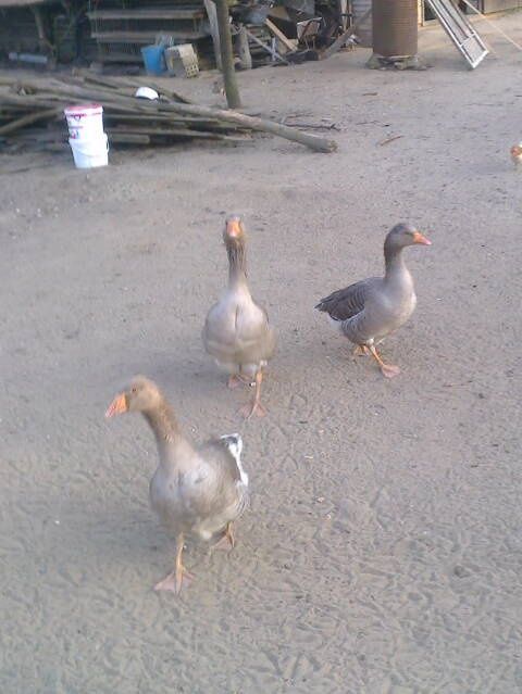 Sprzedam gęsi 3 sztuki