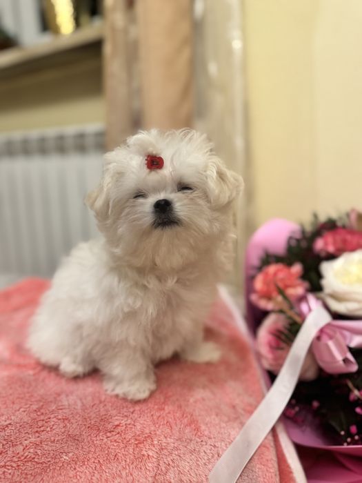 Maltańczyk malutka suczka ZKwP FCI