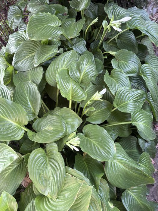 Хоста подорожникова. Квіти