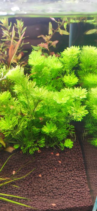 Mix zestaw roślin akwariowych