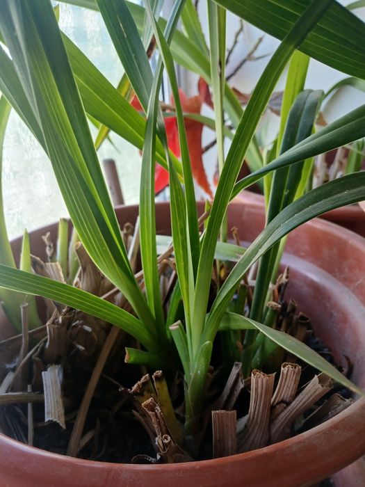Vendo orquídeas de várias cores.