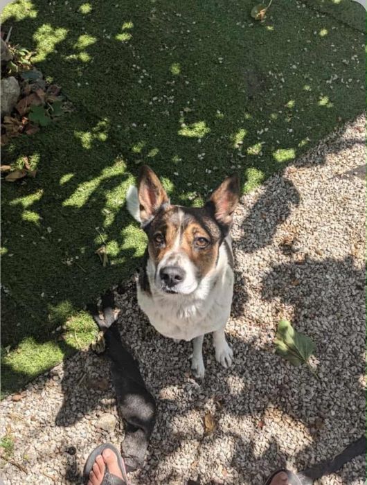 Caozinho para adopção responsável