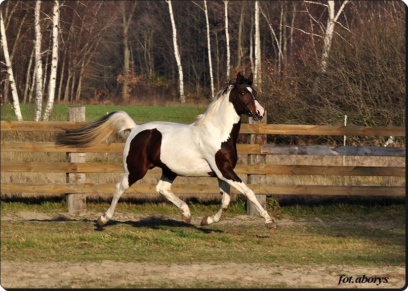 Stanówka. Ogier małopolski. Krycie