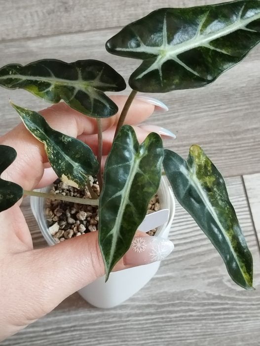 Alokazja Bambino Aurea