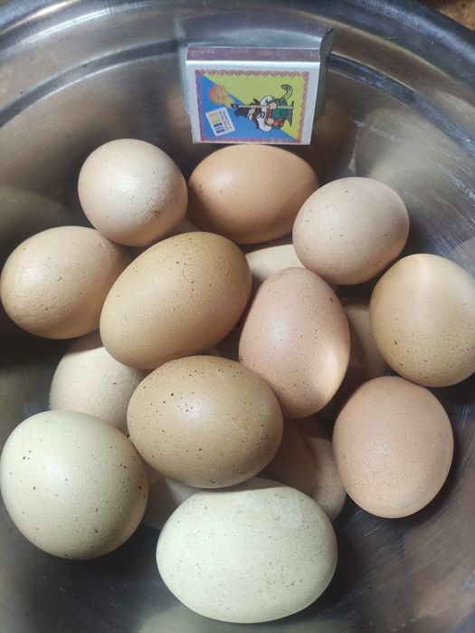 Продам домашні курячі яйця
