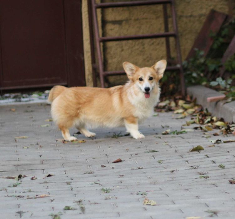 вельш коргі пемброк ,дівчинка бобтейл