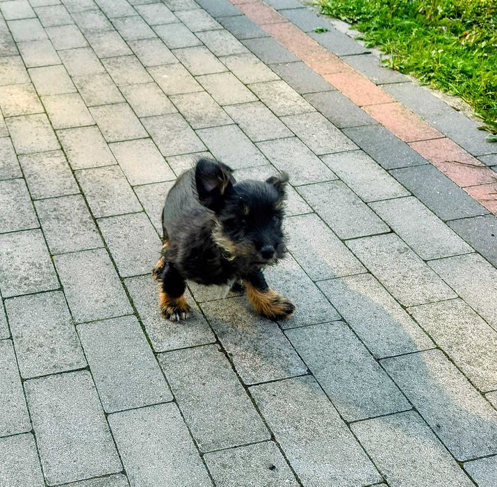 Jack Russell terrier