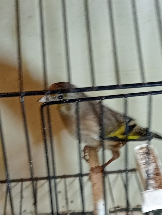 Híbridos /Mestiços