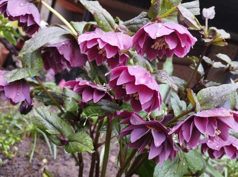 Морозник -Чемерник