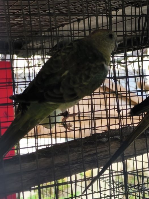 Red rumped fêmea opalina