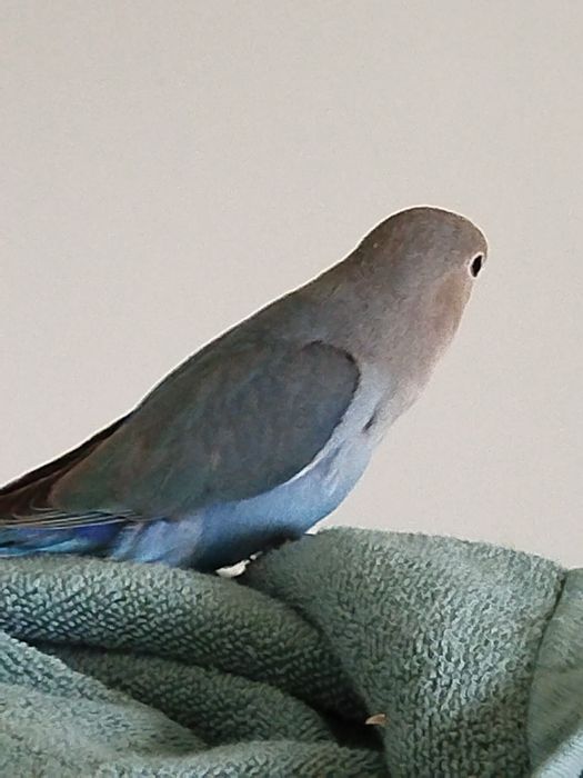 Vendo agapornis Domesticados e super meigos