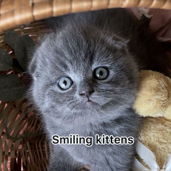 Кошенята готові до знайомства