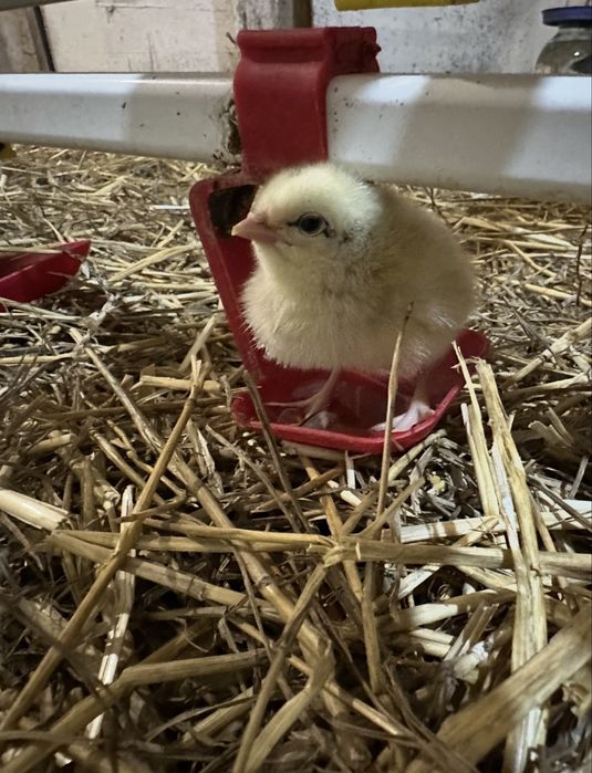 Продаж курчат та каченят