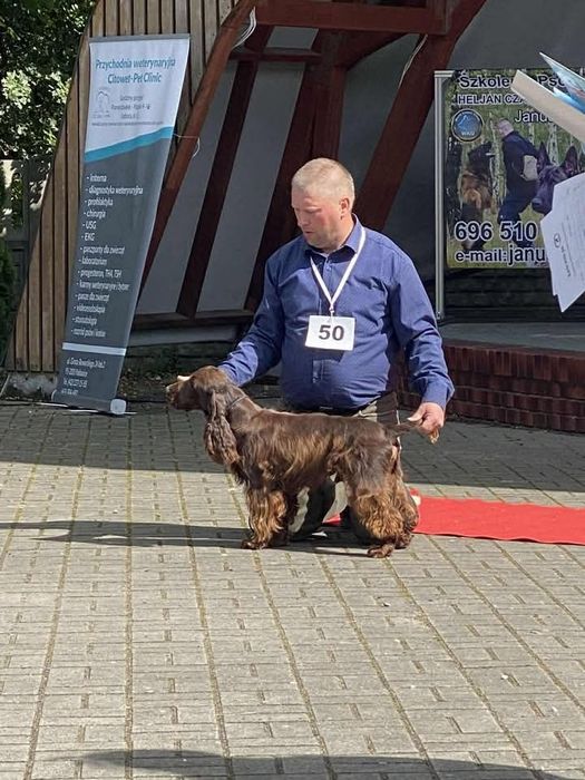 Ostatni dwaj chłopcy Cocker spaniel angielski