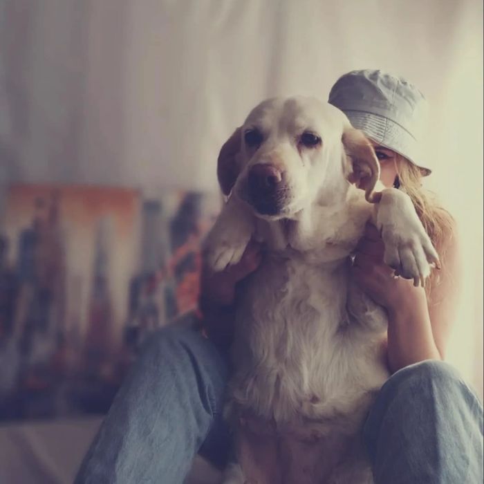 Petsitting & Pet Walking em Braga – com cuidado profissional e dedicação genuína