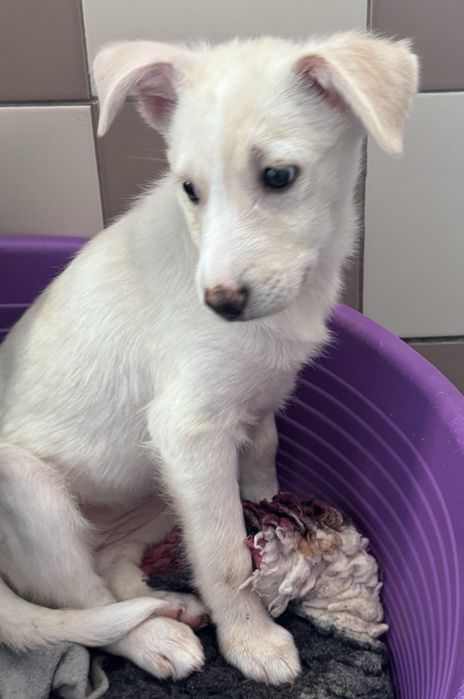 Pumba szuka nowego domku