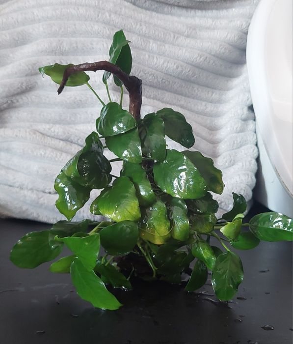 Anubias na korzeniu