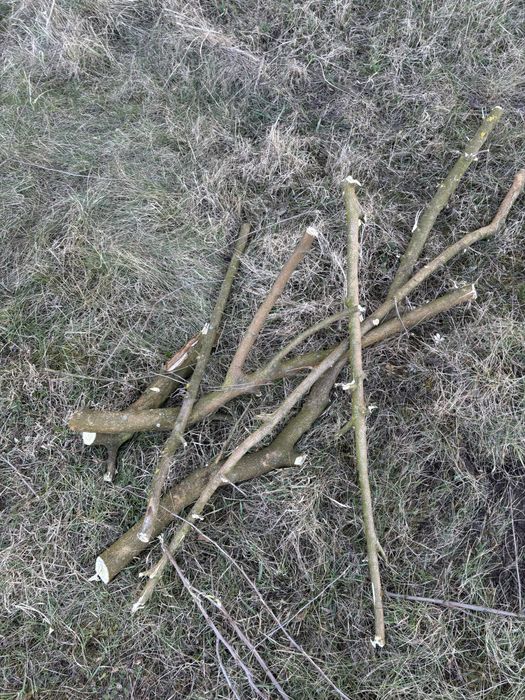 Oddam drzewo za darmo