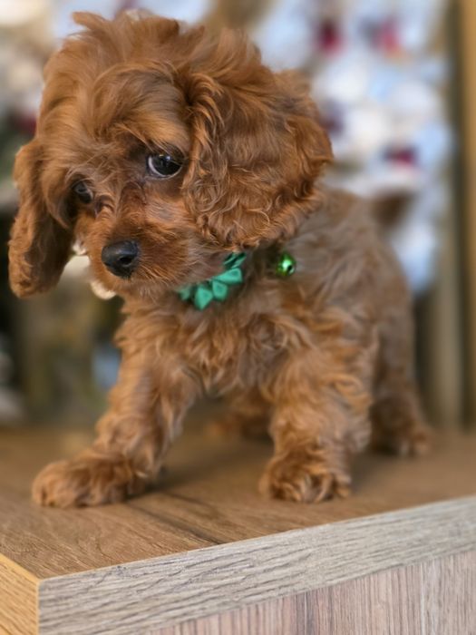 Cavapoo.Samiec F.1.Badania genetyczne.Do odbioru.