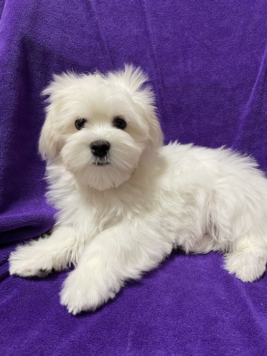Мальтезе хлопчик