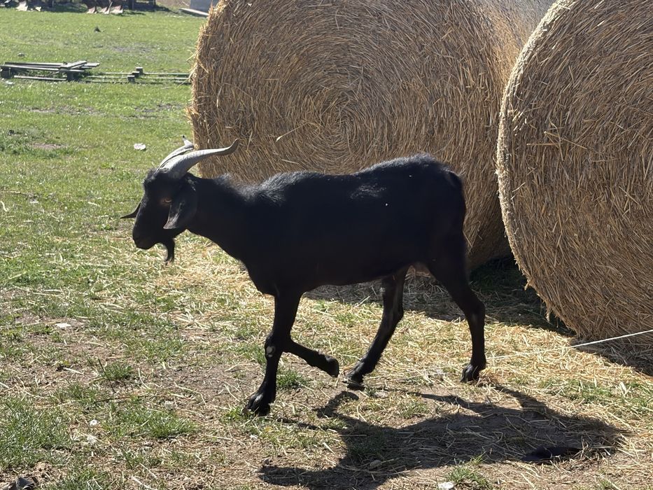 Kozy i kolzy mleczne i bezmleczne