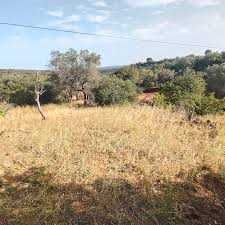 Serviços de limpeza de Terrenos