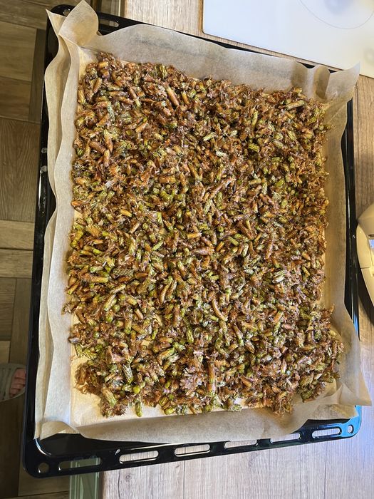 Susz z pędów sosny, 100g. Sosna, herbata