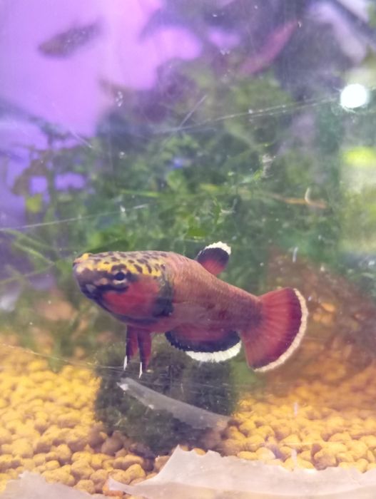 Chanoides Betta Albimarginata - Malinau