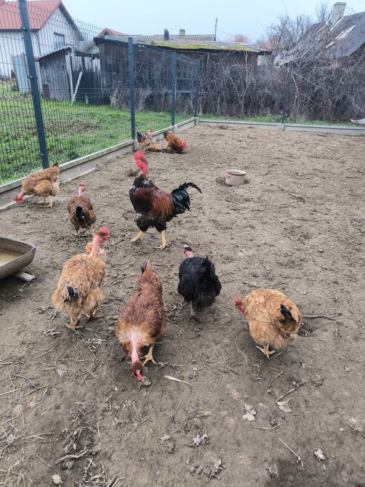 Jaja lęgowe, Włoszki, gołoszyjka olbrzymia, jajka,kury.