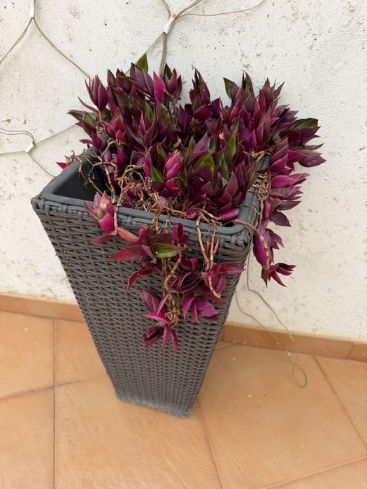 Par de Vasos Altos de Rattan + Plantas de Exterior (Coração-de-Estudante)
