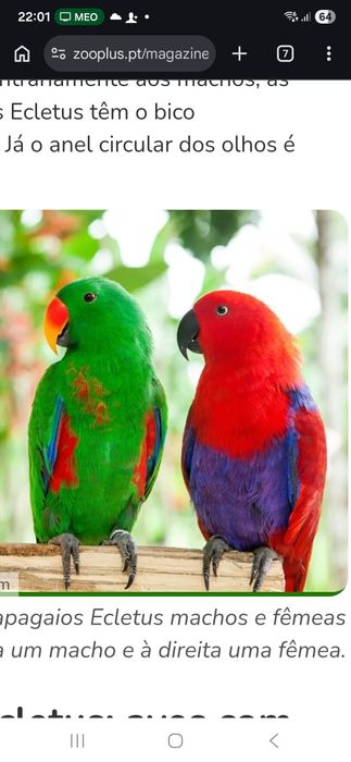 Macho de papagaio Ecletus