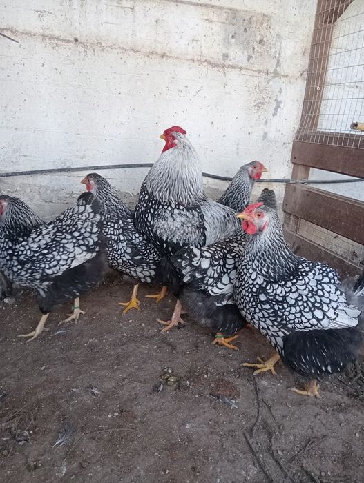 Ovos galados wyandote prata
