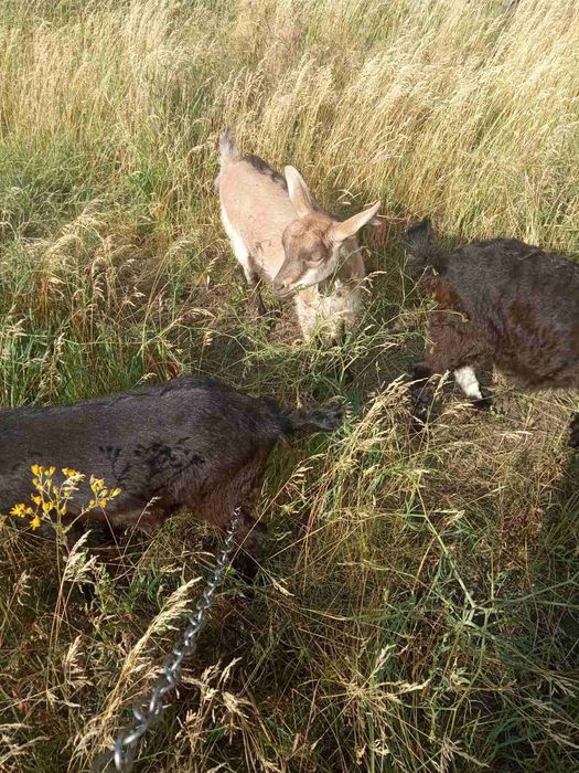 Козенята родились 04.04.25