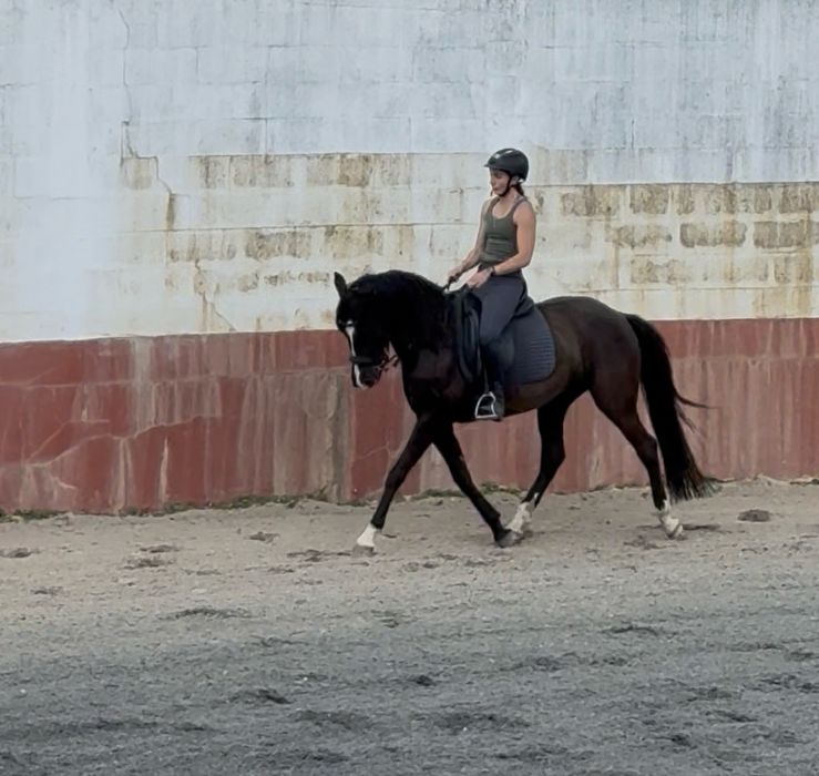 Cavalo Lusitano 8 anos