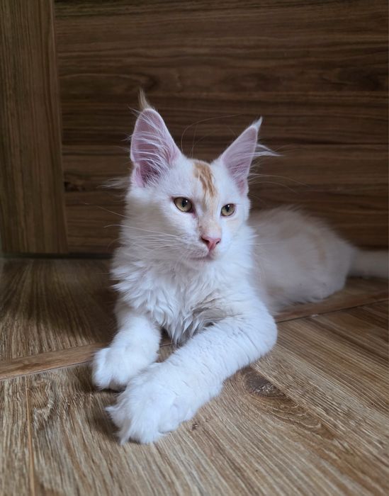 Gotów do odbioru Duży Kocur  Maine Coon z rodowodem FPL