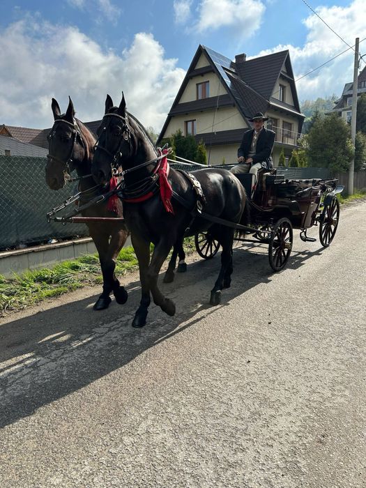 Sprzedam wałachy śląskie