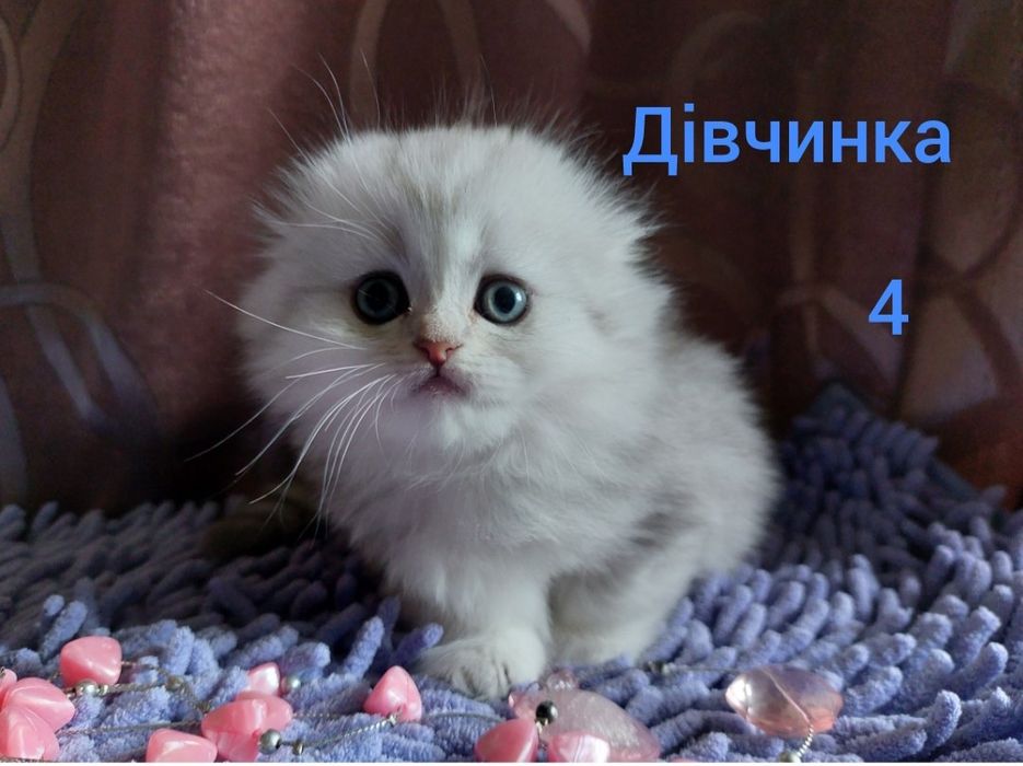 Шотландські кошенята
