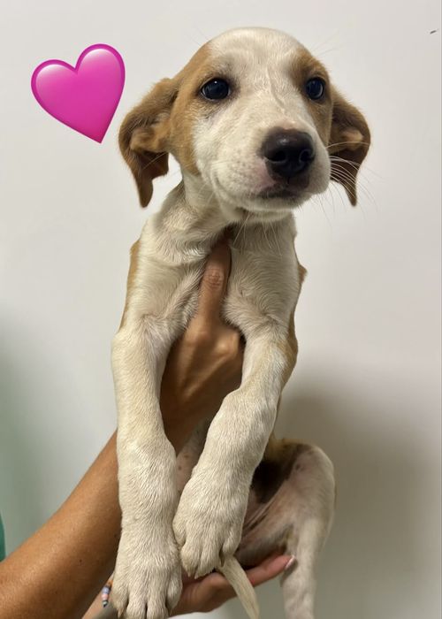 Cães bebés para adoção responsável