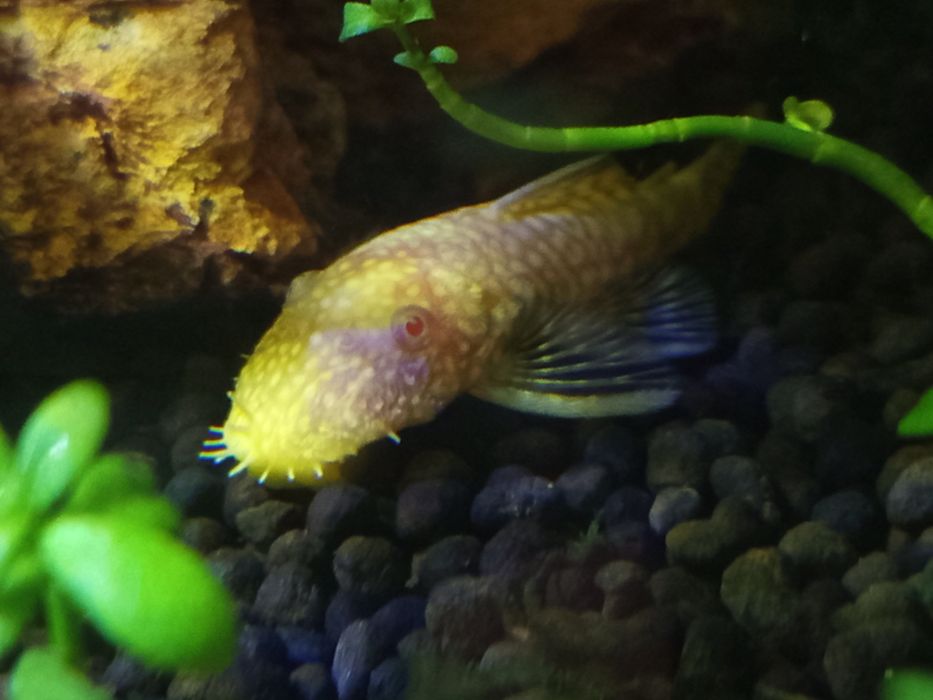Glonojad, zbrojnik na sprzedaż
