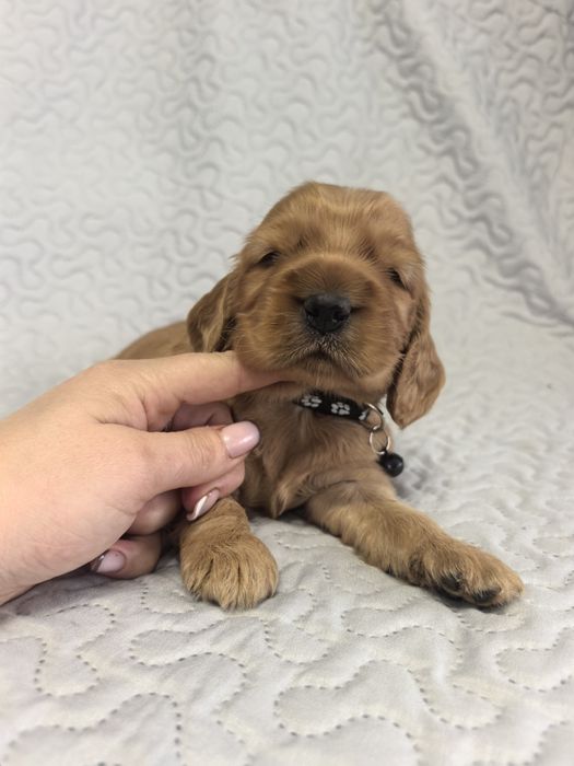 Śliczna suczka  cocker spaniel