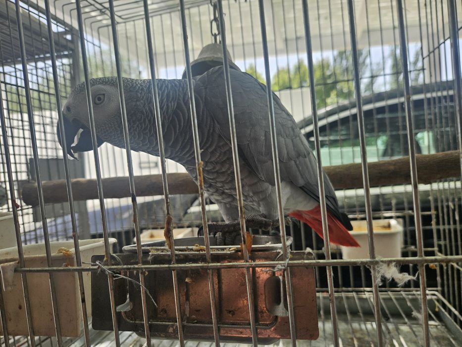 Papagaio cinzento
