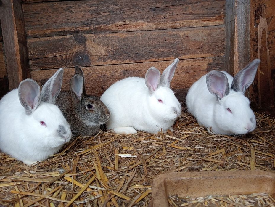 Sprzedam samiczki i samca