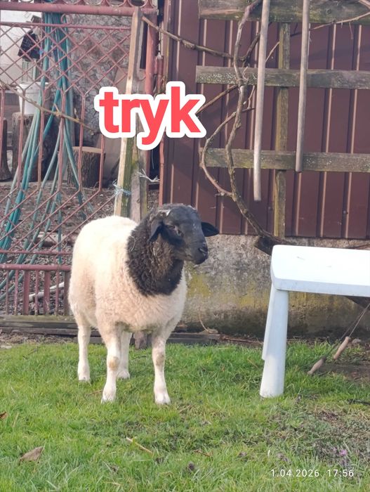 Sprzedam owce dorper